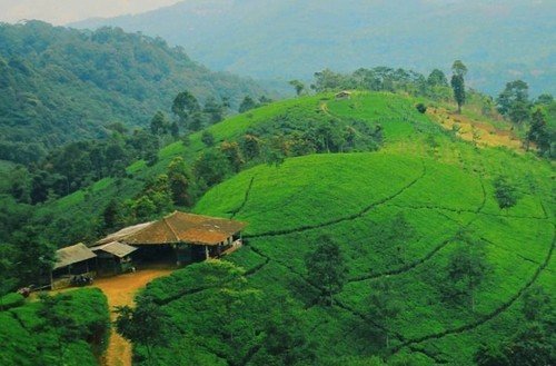Perkebunan Teh Cipasung
