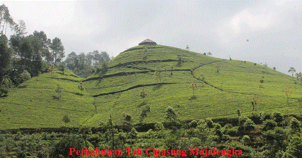 Perkebunan Teh Cipasung Majalengka
