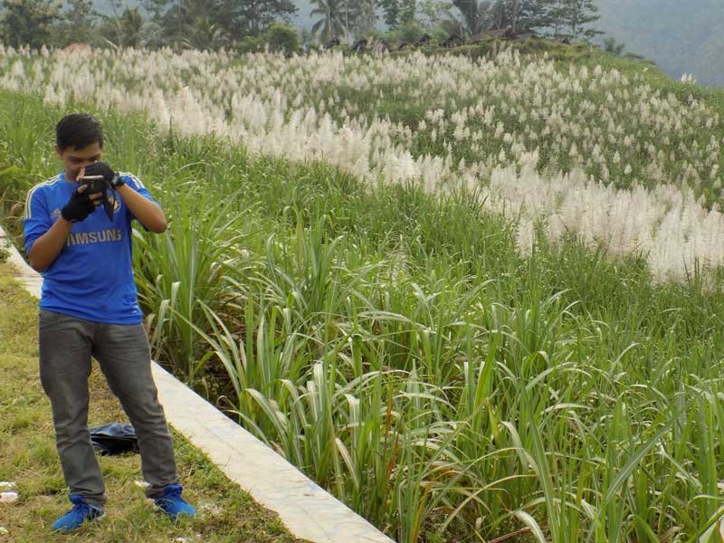 Gendu tebu di Girimulyo Kulonprogo