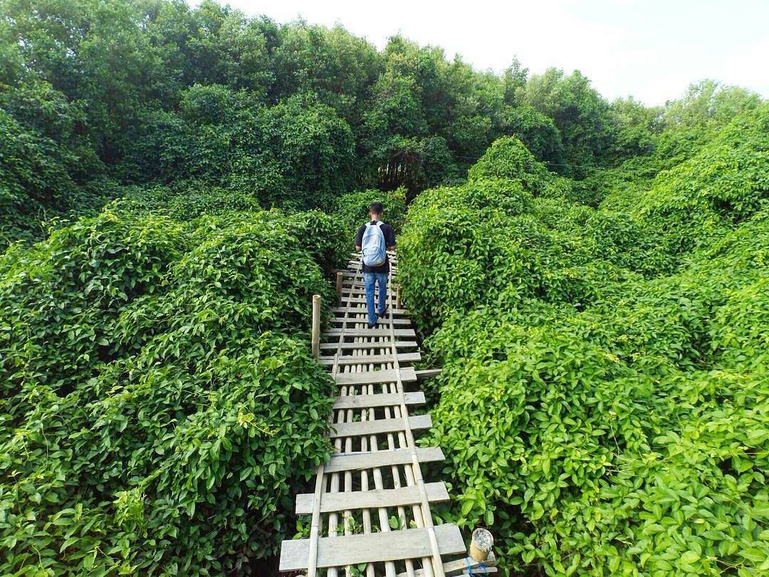 Hutan Mangrove