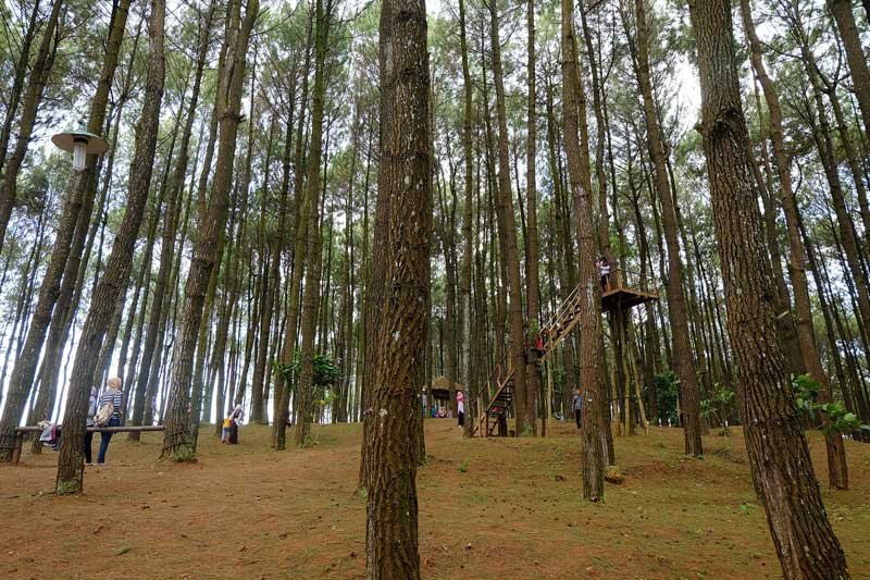 Hutan Pinus Pengger Dlingo