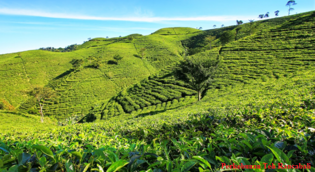 Perkebunan Teh Rancabali