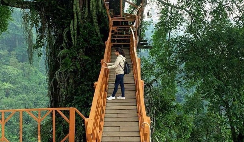 Rumah Pohon dan Jembatan Kayu Gantung Curug Ciherang