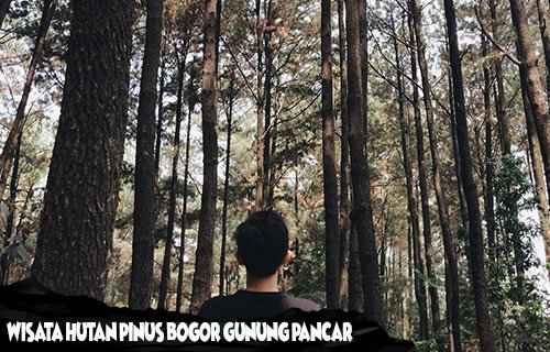 Wisata Hutan Pinus Bogor Gunung Pancar