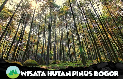 Wisata Hutan Pinus Bogor
