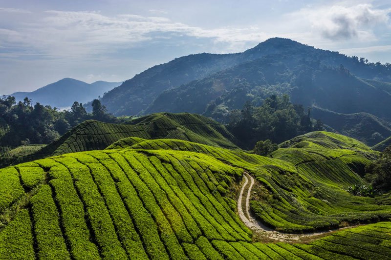 Tempat Wisata di Asia Tenggara Dataran Tinggi Cameron, Malaysia