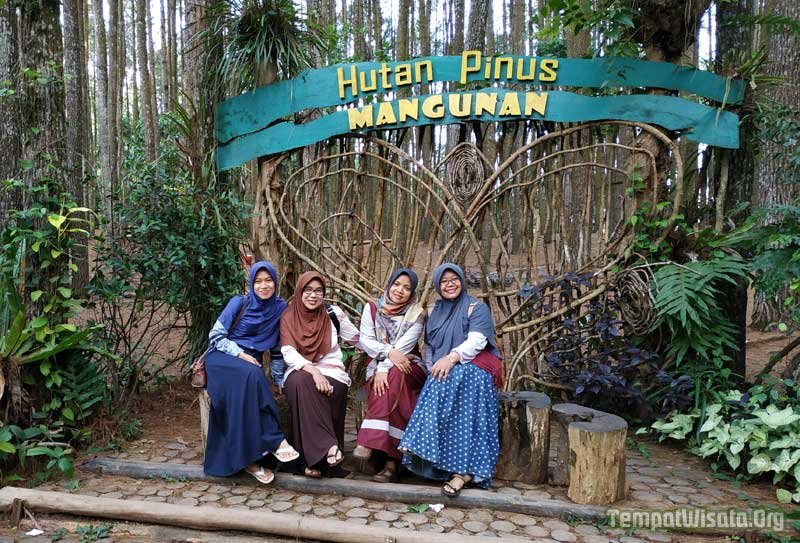 Spot foto hutan pinus Mangunan