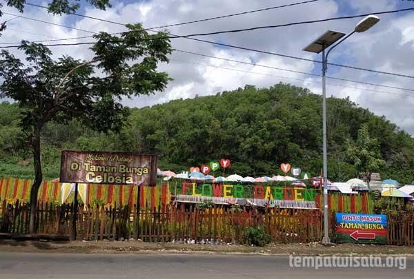 Taman bunga Celosia
