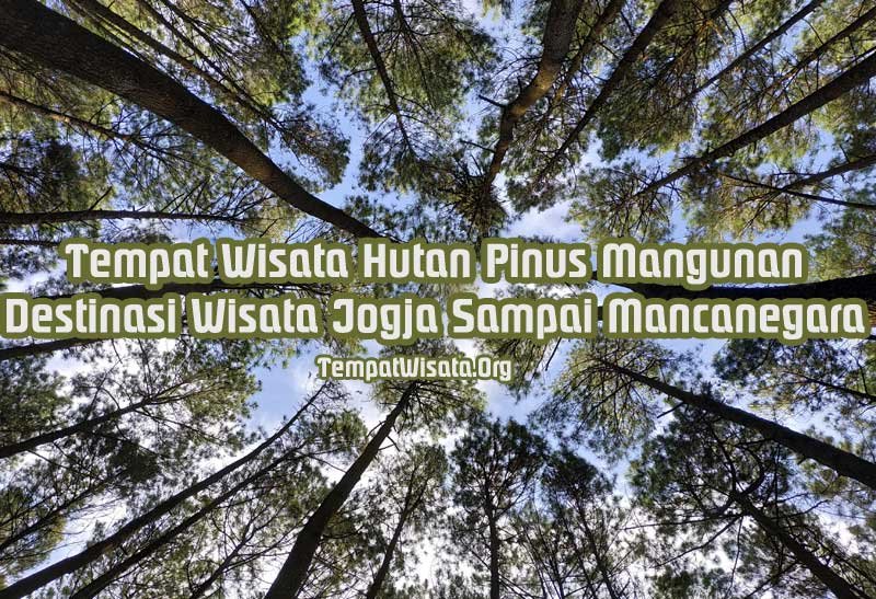 Tempat Wisata Hutan Pinus mangunan